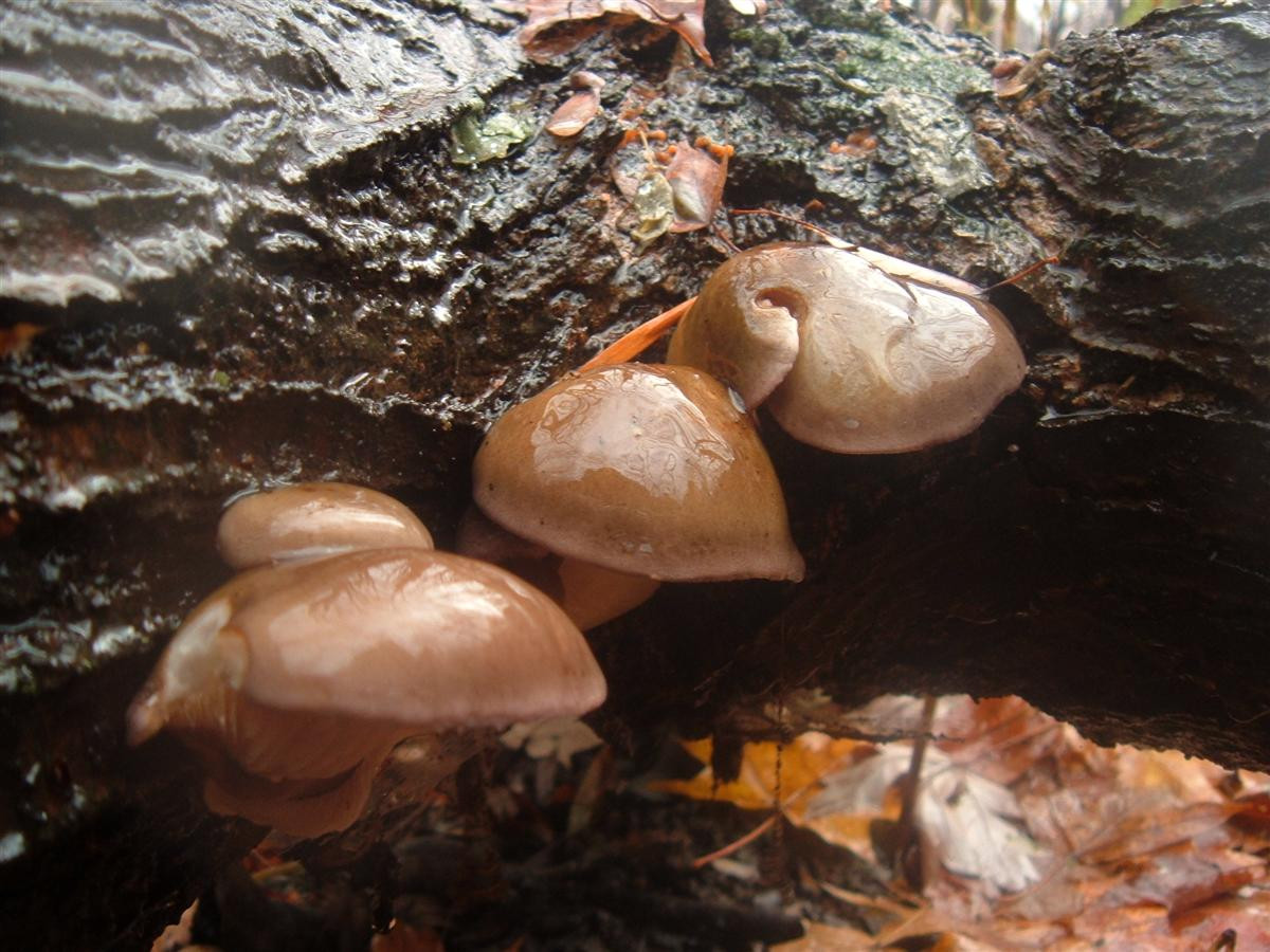Fall Oyster Mushrooms
 The Many Faces of Panellus serotinus the fall Oyster