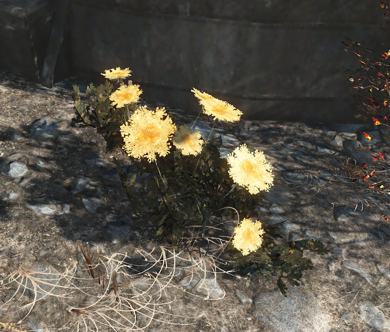 Fallout 4 Carrot Flower
 Carrot flower Fallout Wiki