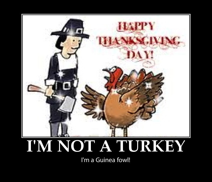 Happy Thanksgiving Turkey Pictures
 Funny thanksgiving pictures happy thanksgiving pictures