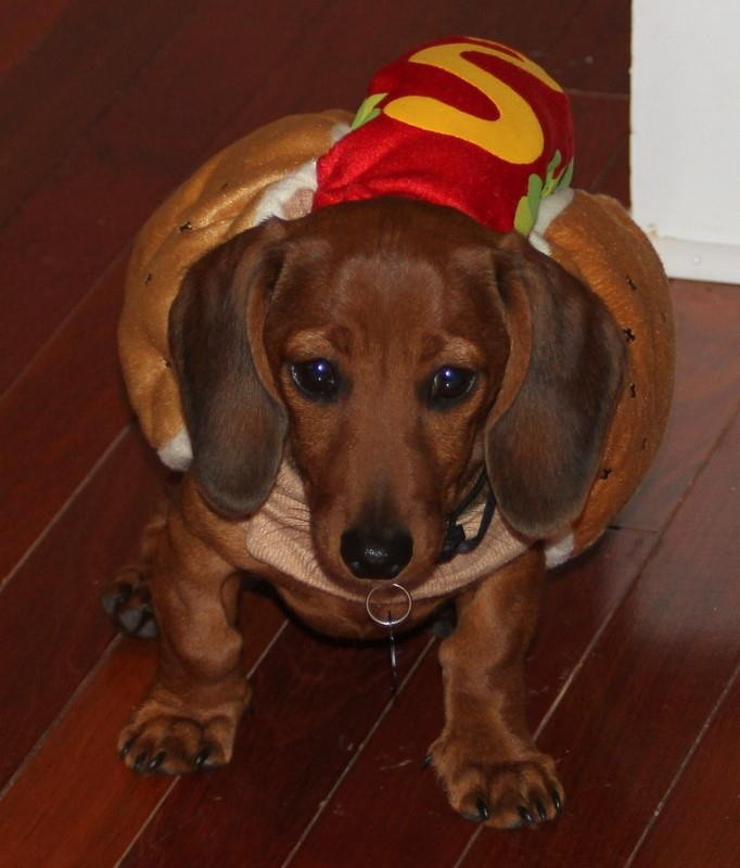 Hot Dog Halloween Costumes For Dogs
 Dachshund puppy in a hot dog costume too cute