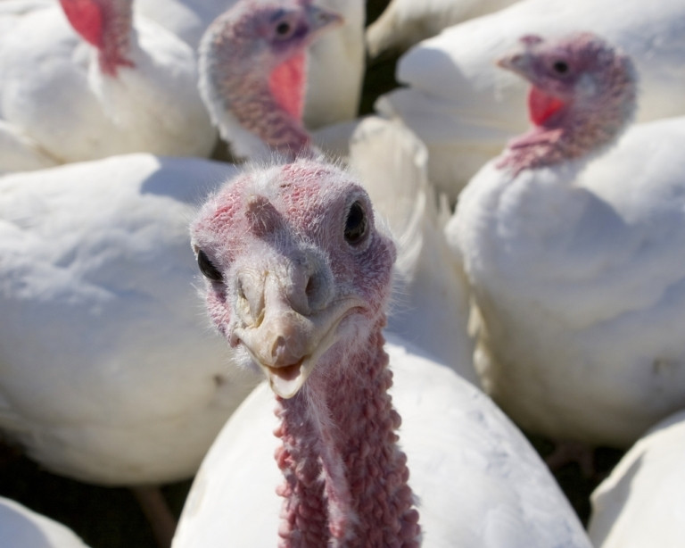 How Did Turkey Become The Thanksgiving Bird
 Why Do We Eat Turkey on Thanksgiving