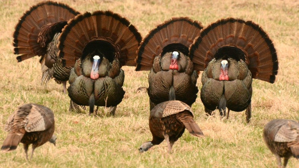 How Did Turkey Become The Thanksgiving Bird
 Wild turkeys are tough old birds Here’s why you should