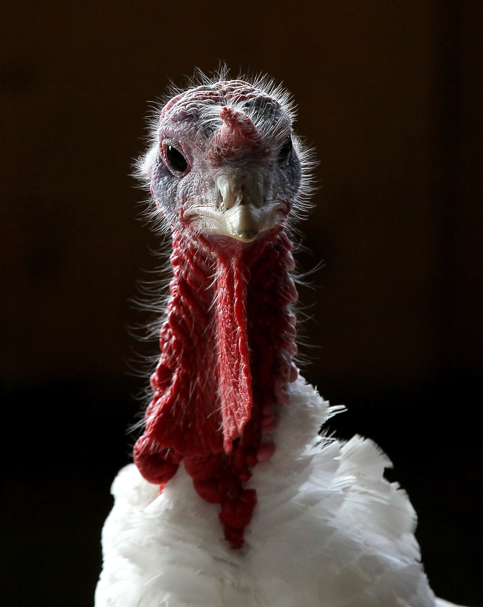 Nytimes Vegetarian Thanksgiving
 A Ve arian Thanksgiving Table The New York Times