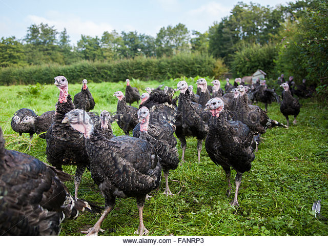 Organic Thanksgiving Turkey
 Free Range Organic Turkey Farm Stock s & Free Range