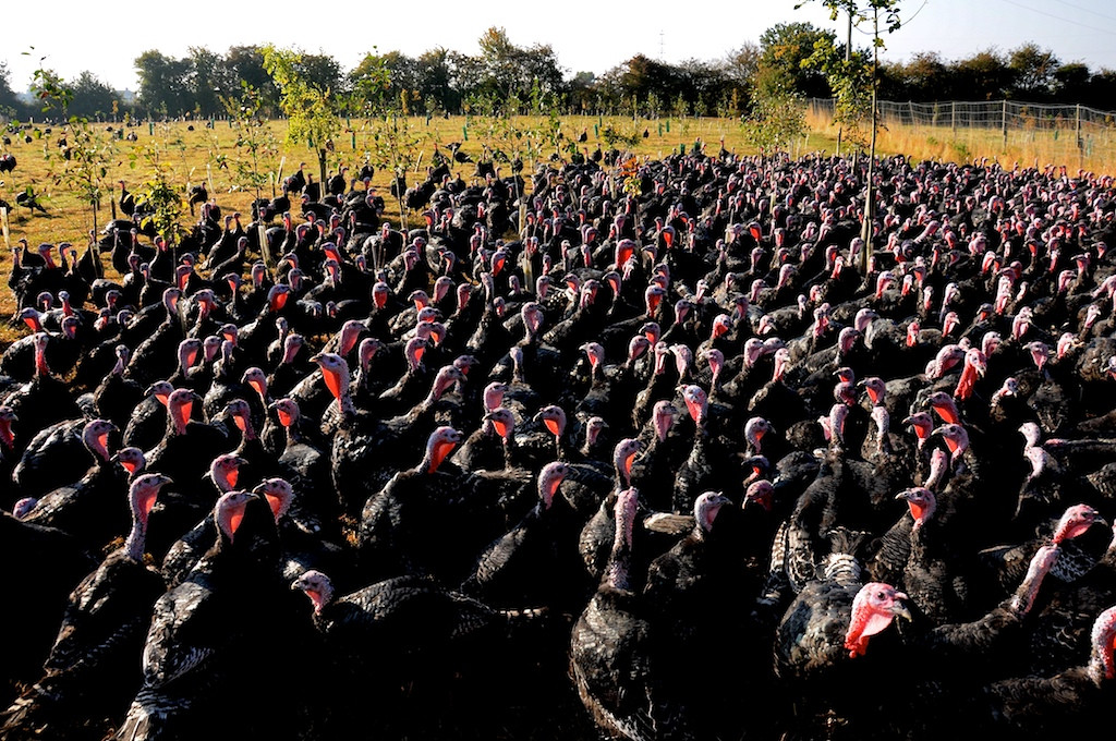 Organic Thanksgiving Turkey
 File Turkeys on pasture at an organic farm Wikimedia