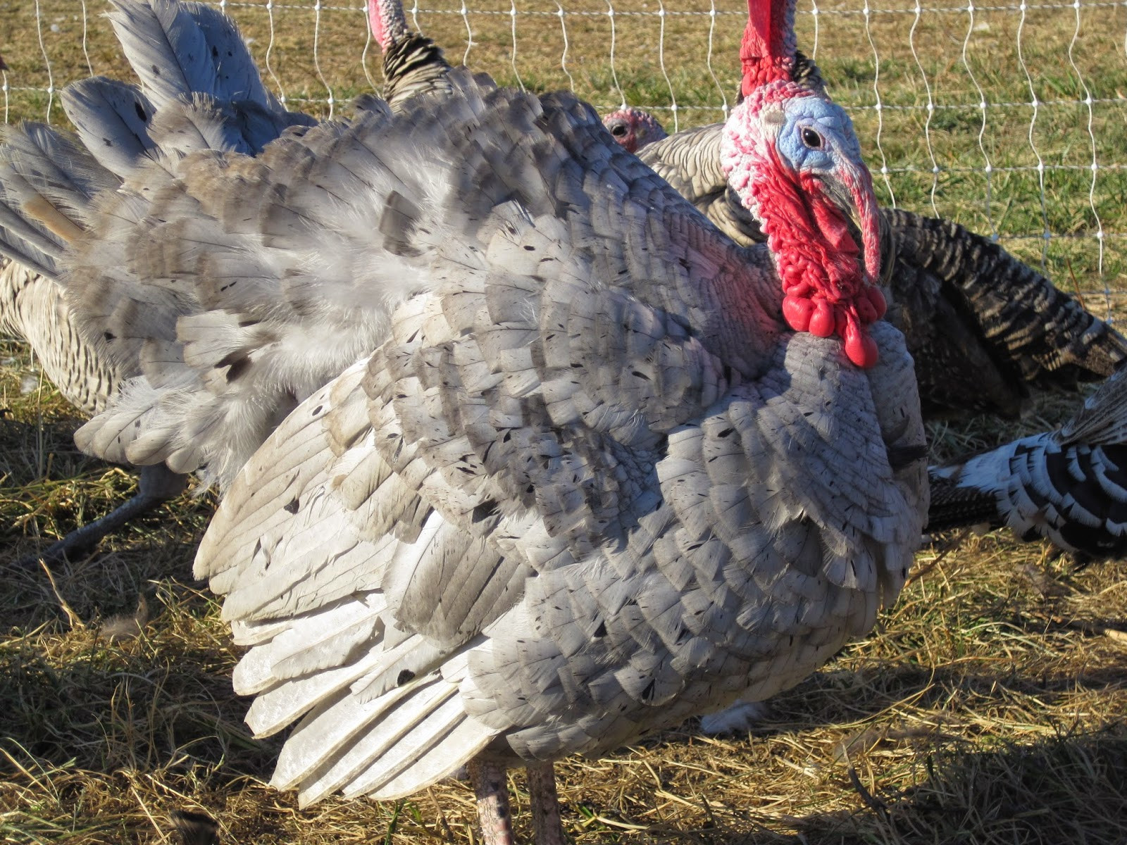 Organic Thanksgiving Turkey
 Elmwood Stock Farm s Organic Heritage Breed Turkeys