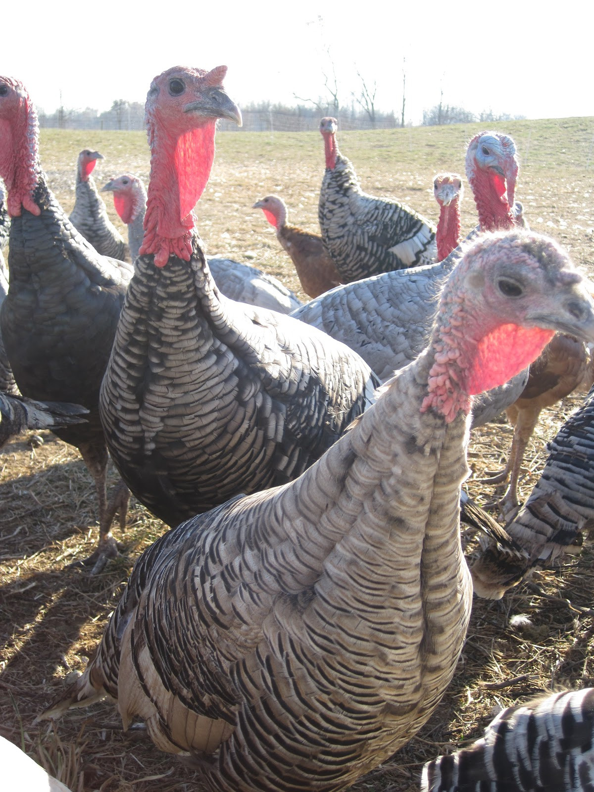 Organic Thanksgiving Turkey
 Elmwood Stock Report Organic Heritage Turkeys