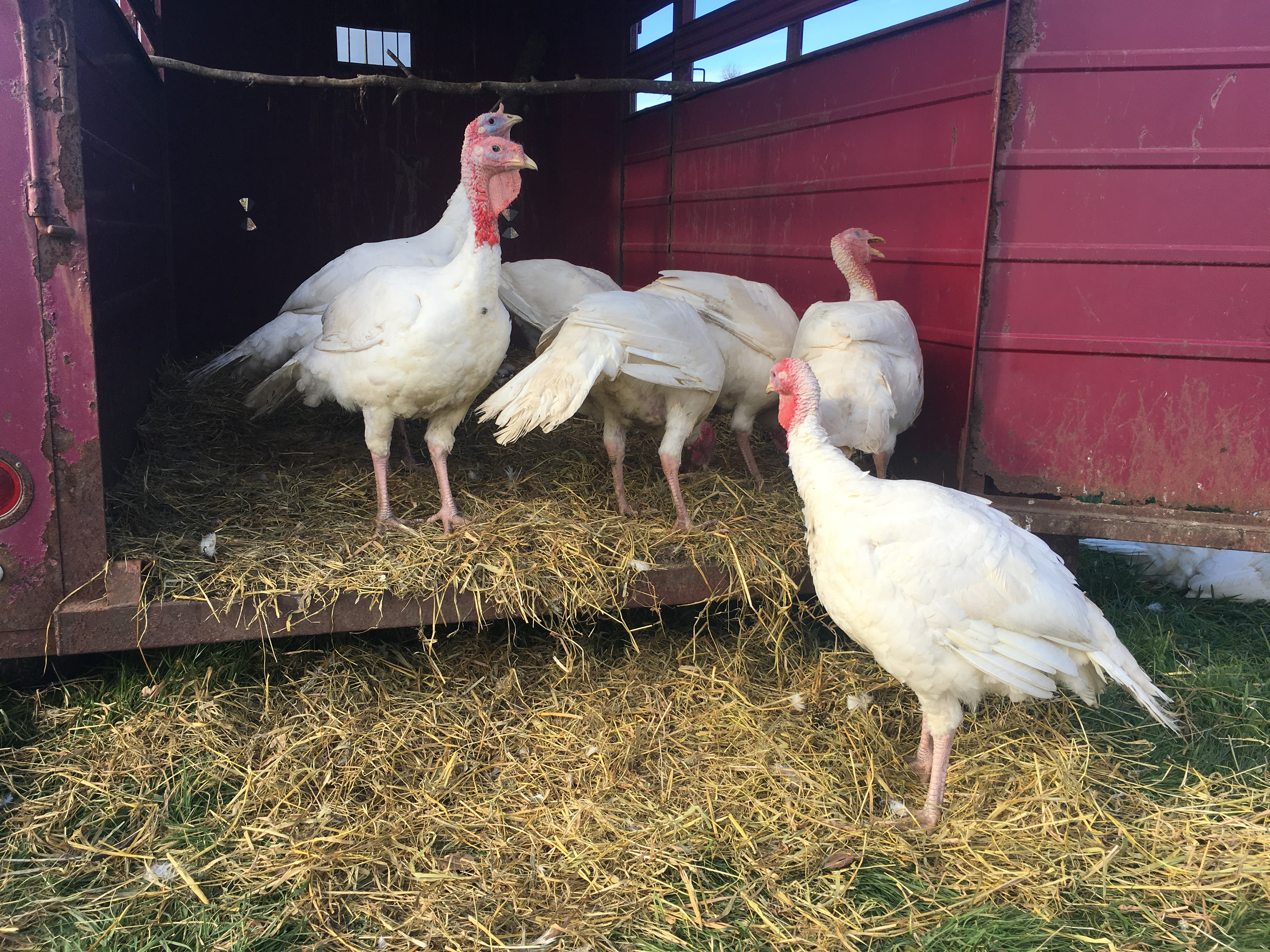 Organic Thanksgiving Turkey
 Agriculture