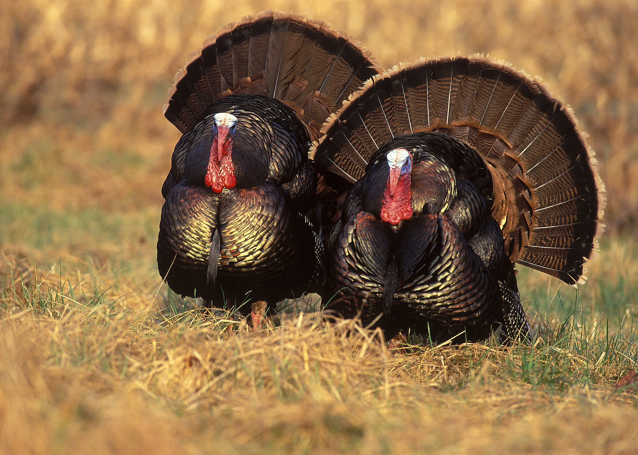 Photos Of Thanksgiving Turkey
 Wild turkey