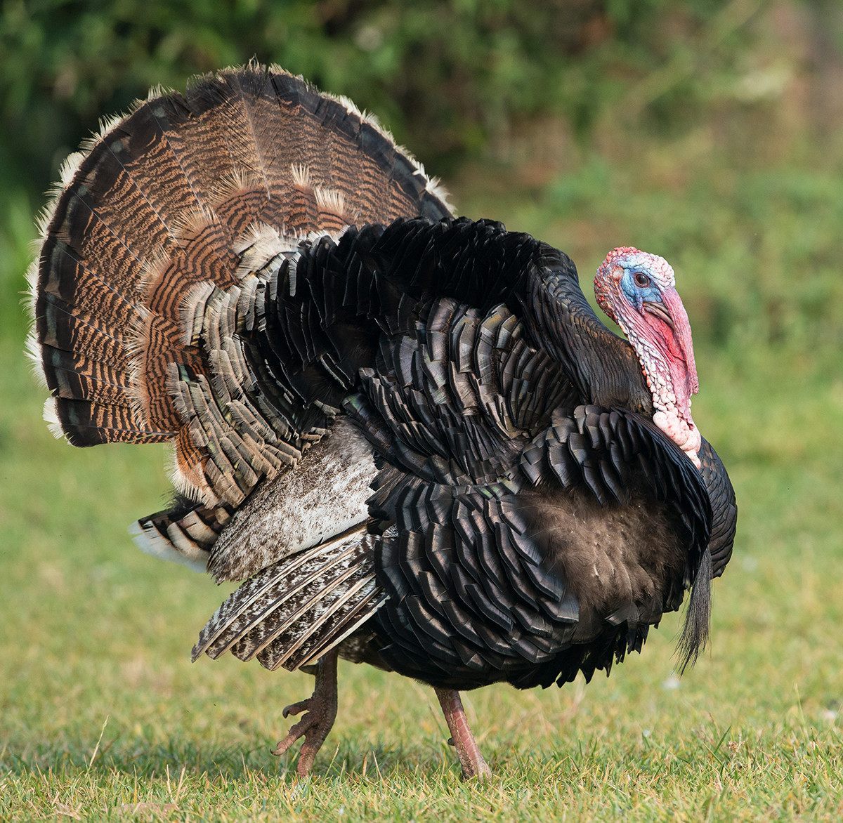 Pictures Of Turkey For Thanksgiving
 Why Are Wild Turkeys So Aggressive