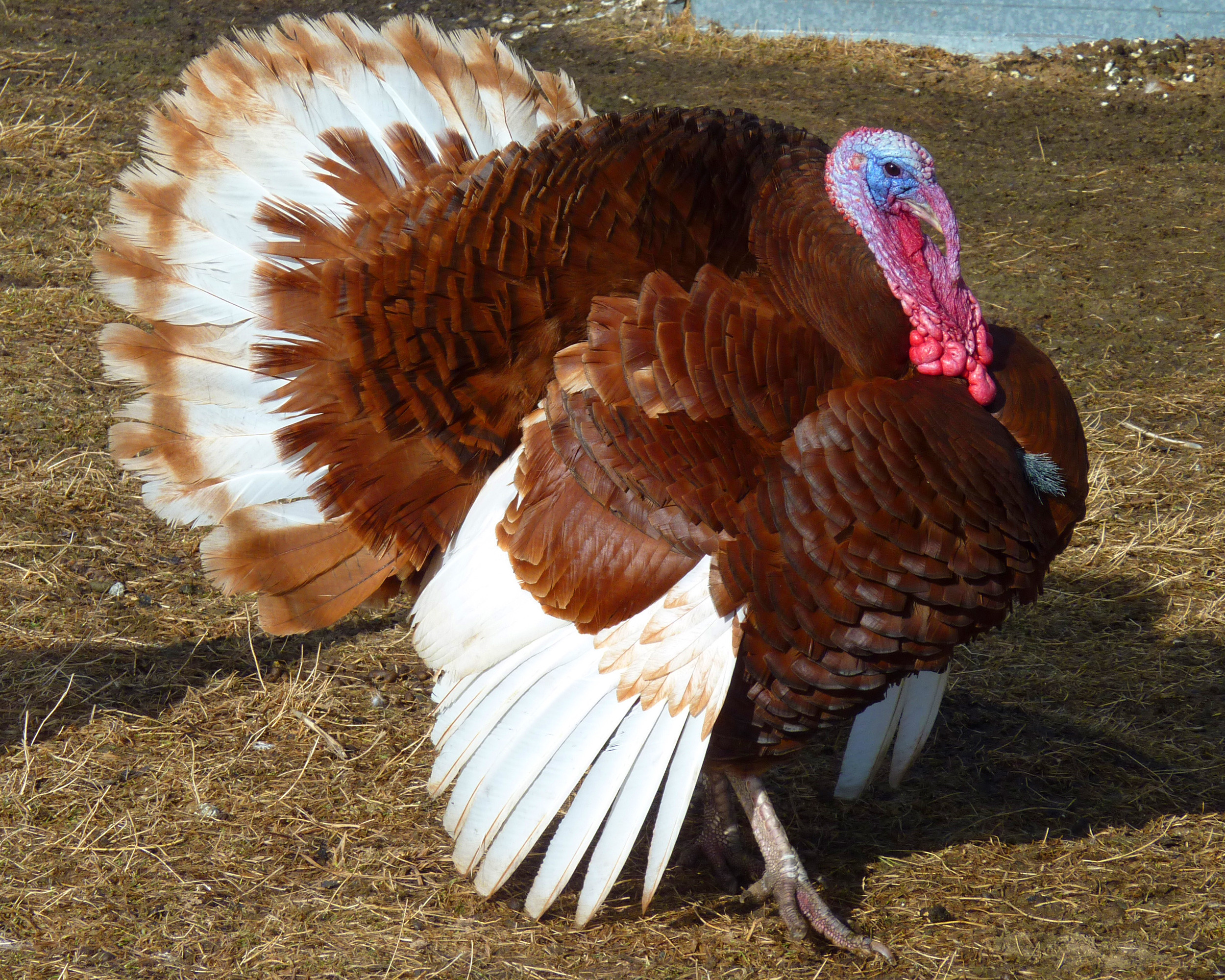 Pictures Of Turkey For Thanksgiving
 Here s how much bigger a Thanksgiving turkey is today