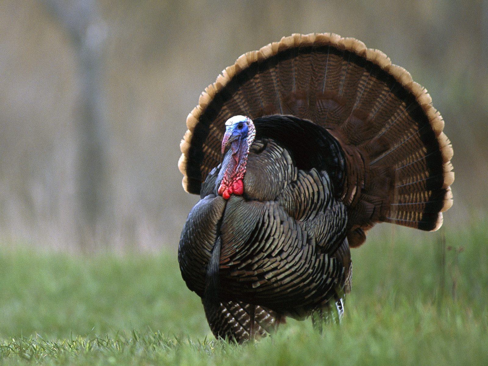 Pictures Of Turkey For Thanksgiving
 I Spy Animals Turkeys You WON T Eat for Thanksgiving