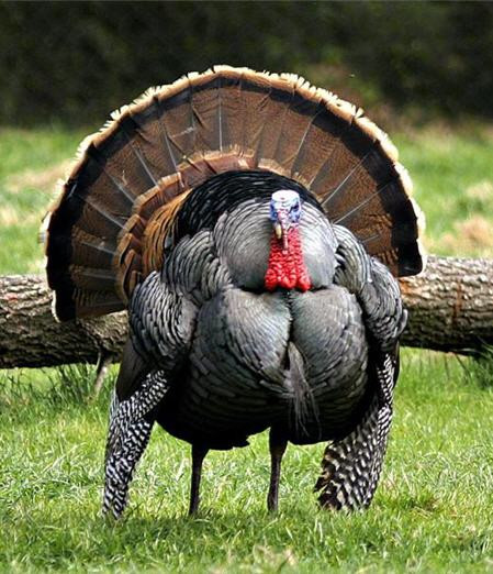 Pictures Of Turkey For Thanksgiving
 Thanksgiving turkey pictures Thaindian News