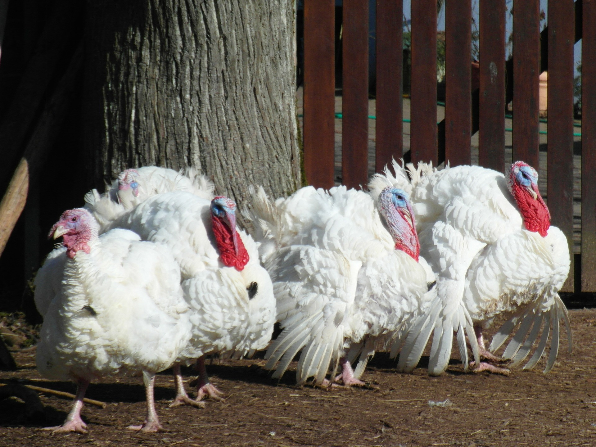 Pre Order Thanksgiving Turkey
 Rutland Area Food Co op
