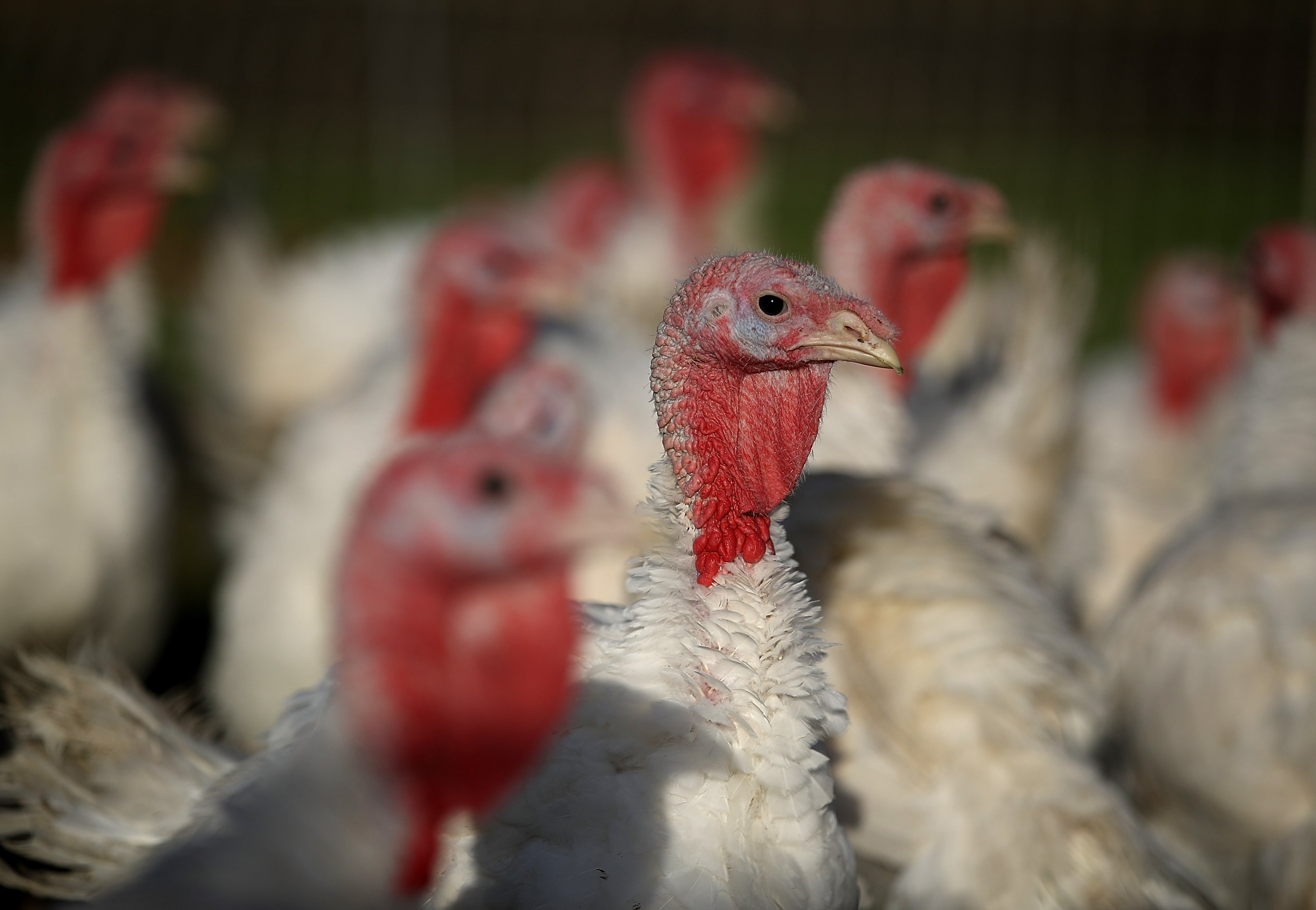 Smallest Turkey For Thanksgiving
 Tinier Turkeys Are Trending for This Thanksgiving