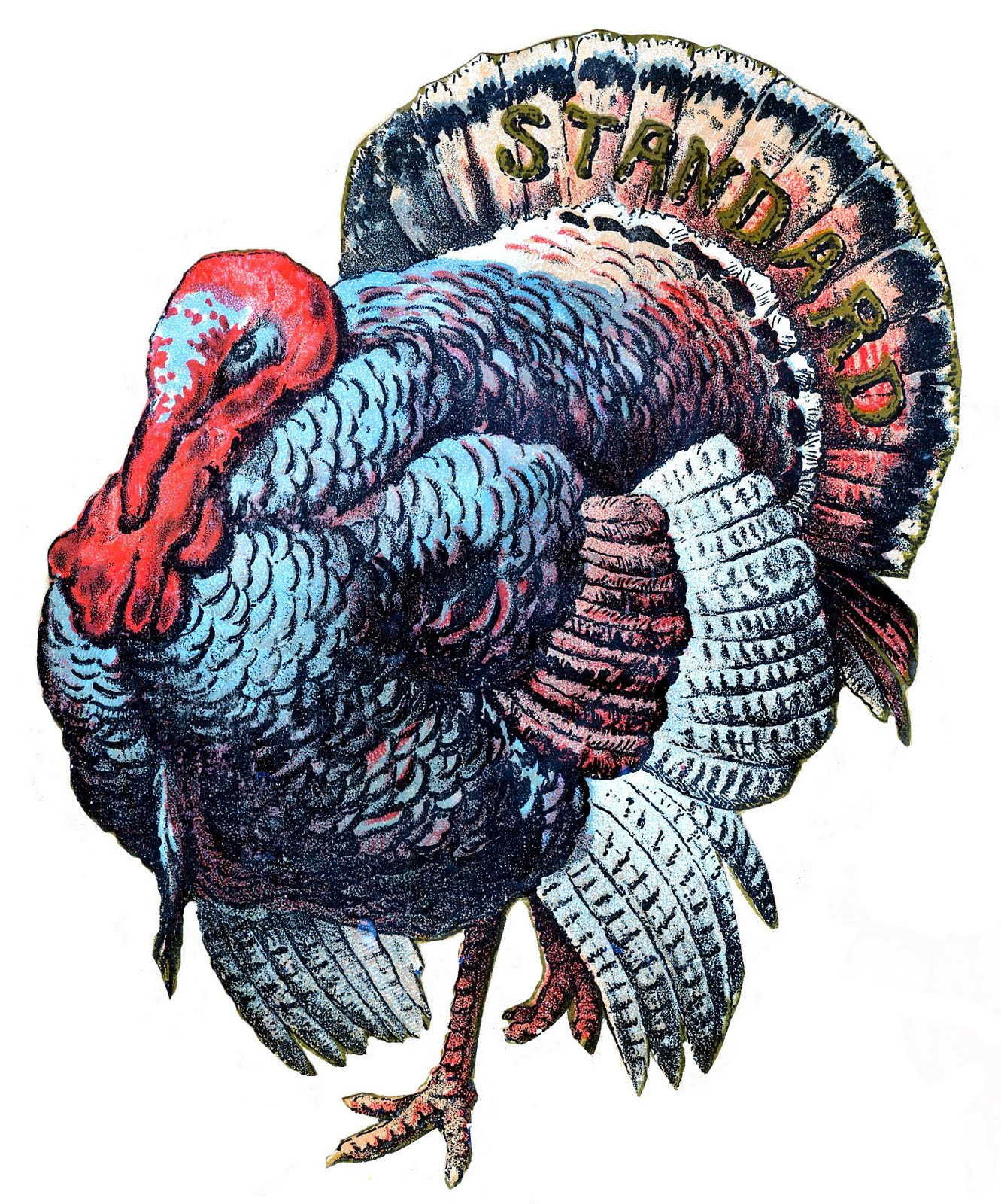 Thanksgiving Turkey Art
 Thanksgiving Clip Art Big Beautiful Turkey The