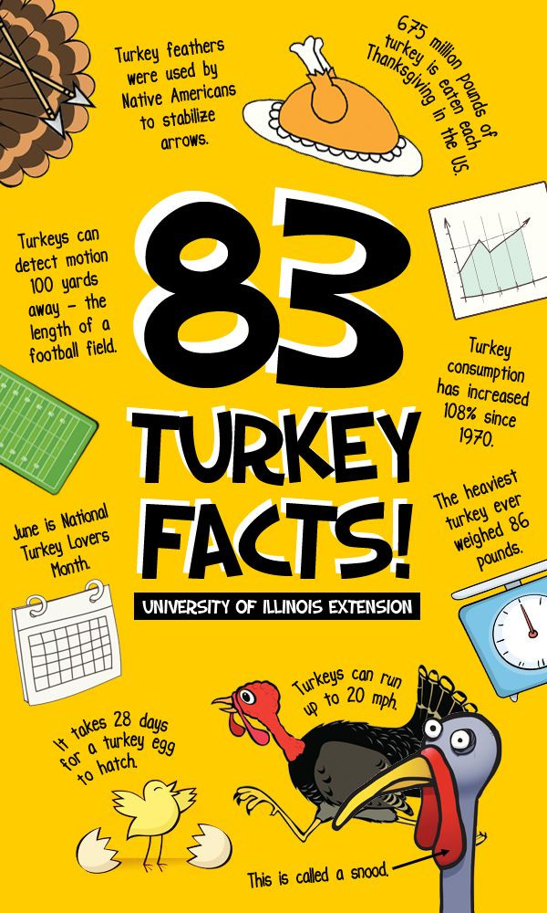 Thanksgiving Turkey Facts
 Best 25 Turkey facts ideas on Pinterest