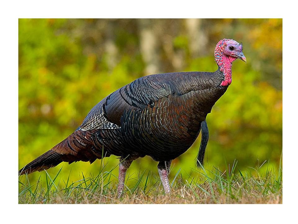 Thanksgiving Turkey History
 Drive A Thanksgiving Turkey History Because it s Here