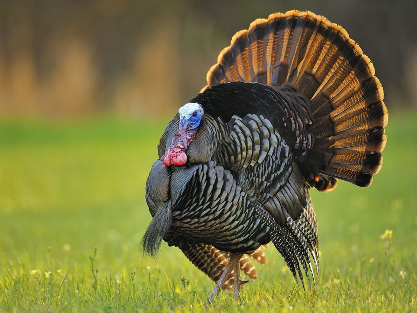 Thanksgiving Turkey Prices 2019
 Thanksgiving dinner cost drops for 3rd straight year AFBF