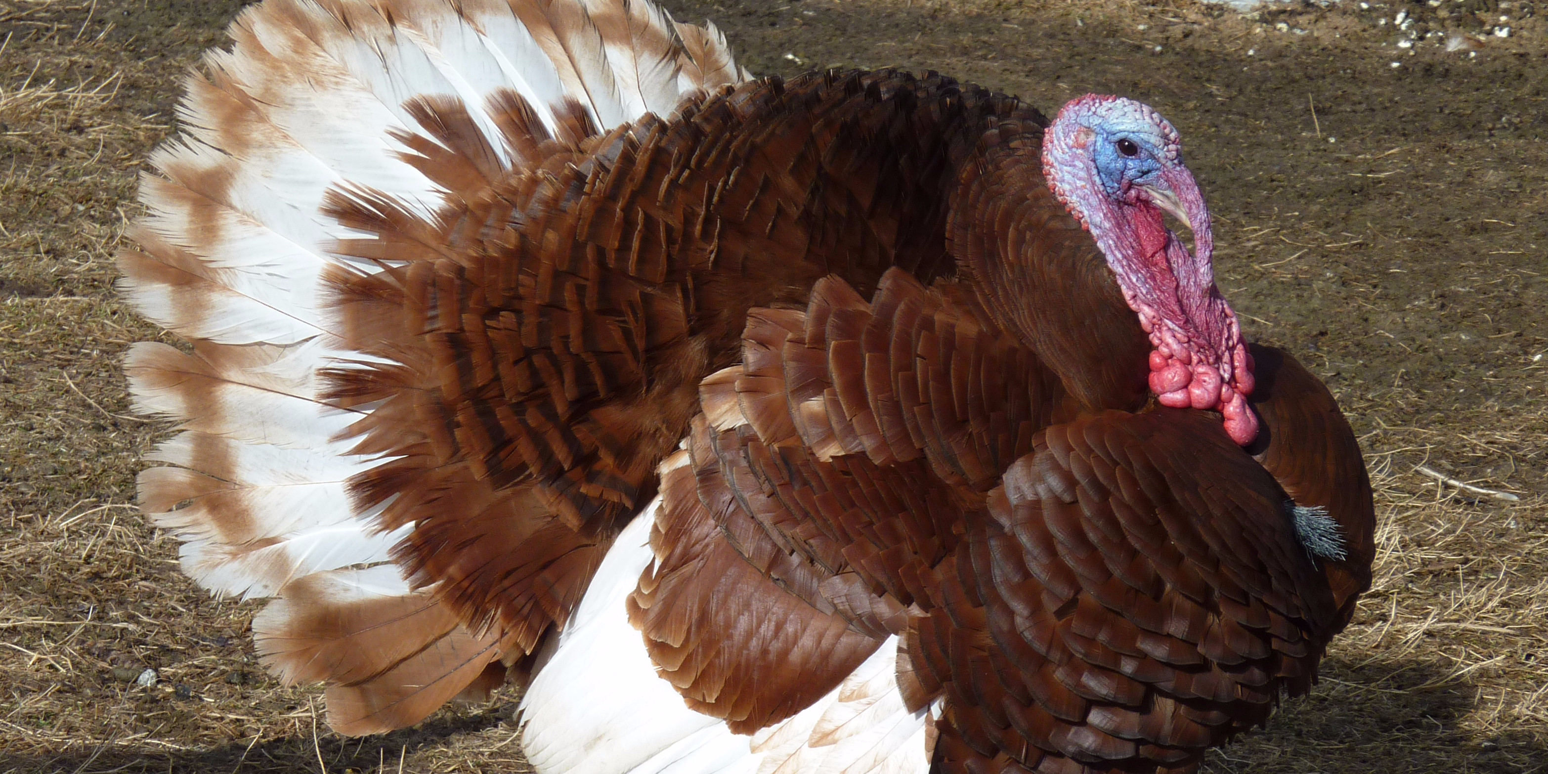 Thanksgiving Turkey Size
 How big turkeys were then and now Business Insider