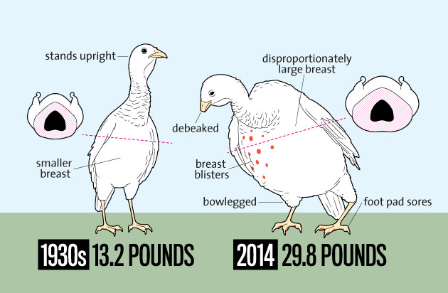 Thanksgiving Turkey Size
 5 Reasons to Bypass the Turkey this Thanksgiving d