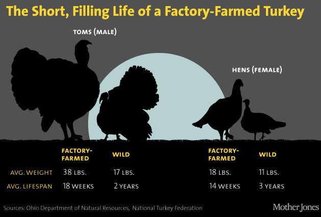 Thanksgiving Turkey Size
 Your Thanksgiving Turkey in 6 Eye Popping Charts