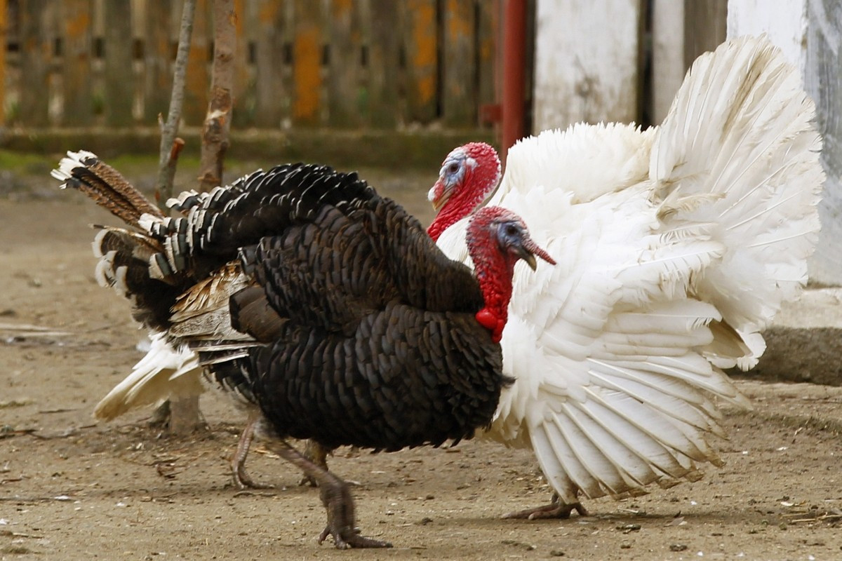 Thanksgiving Turkey Size
 Thanksgiving 2014 Turkey Size Doubles as Demand Hits Roof