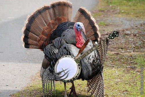 The Biggest Thanksgiving Turkey
 Led Zeppelin Archives Shady Groove