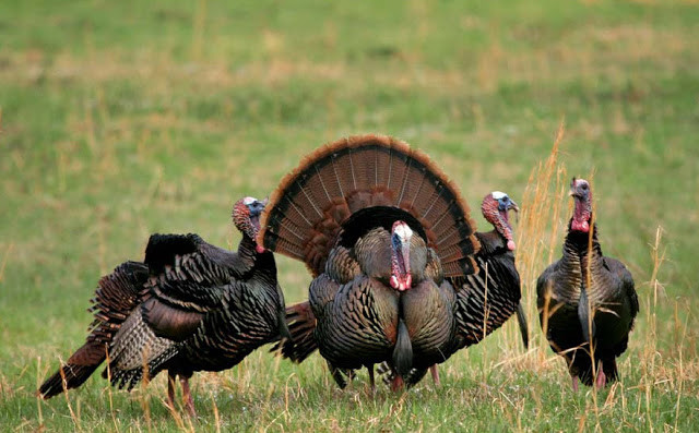 The Biggest Thanksgiving Turkey
 Wild Turkey