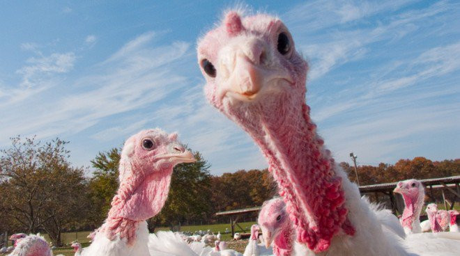 The Biggest Thanksgiving Turkey
 Koch s Turkey Farm Carves Out Niche Supplying Whole Foods