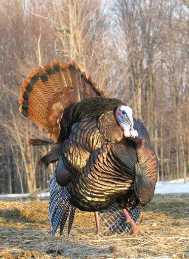 The Biggest Thanksgiving Turkey
 Tom turkey He looks huge