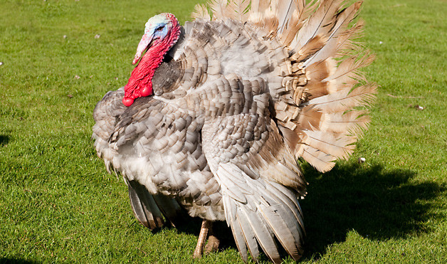 The Biggest Thanksgiving Turkey
 20 Turkey Facts Just in Time for Thanksgiving
