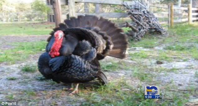 The Biggest Thanksgiving Turkey
 Family devastated after thieves kill their pet turkey for