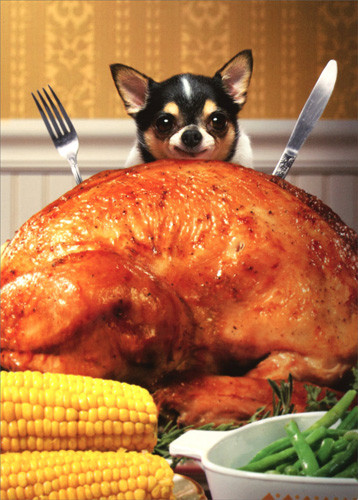 The Biggest Thanksgiving Turkey
 Little Dog Behind Big Turkey Funny Chihuahua Thanksgiving