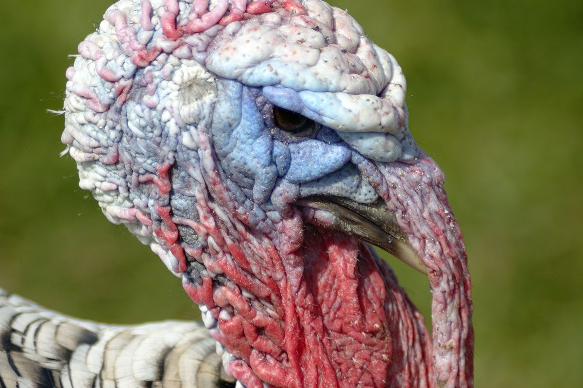 Turkey Picture For Thanksgiving
 FACT CHECK Turkey Makes You Sleepy