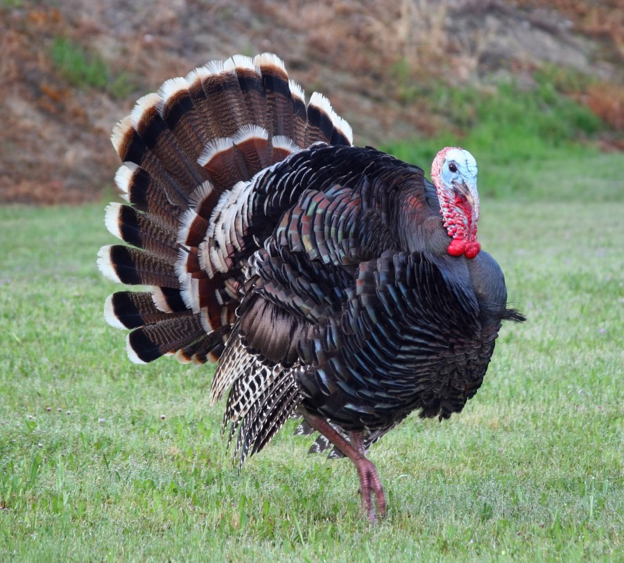 Turkey Picture For Thanksgiving
 Turkey Jack s BBQ