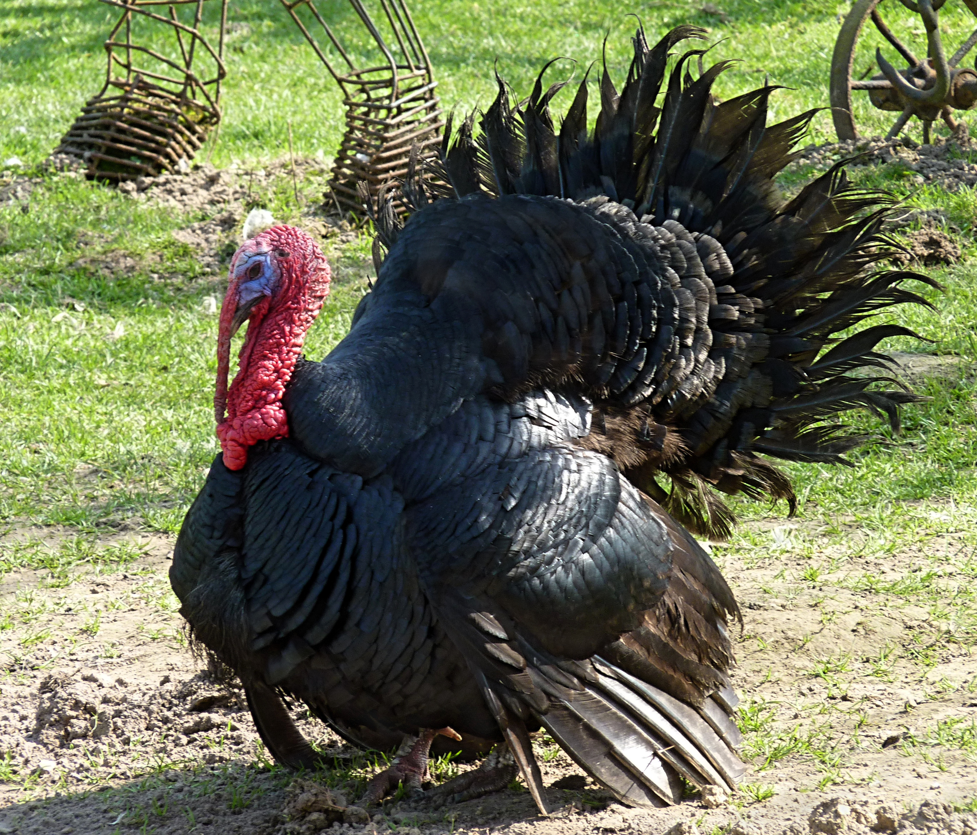 Turkey Picture For Thanksgiving
 DNA Sequencing Could Make Turkeys Happier And Tastier