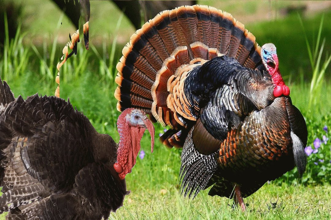 Turkey Picture For Thanksgiving
 Turkey Bird sound effects