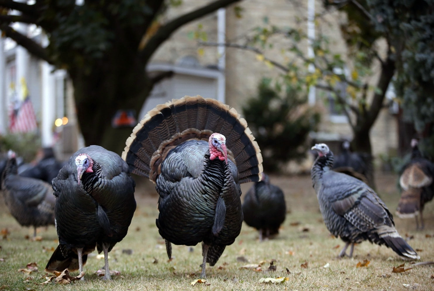 Turkey Pictures For Thanksgiving
 Are turkeys really the dumbest animals The Washington Post