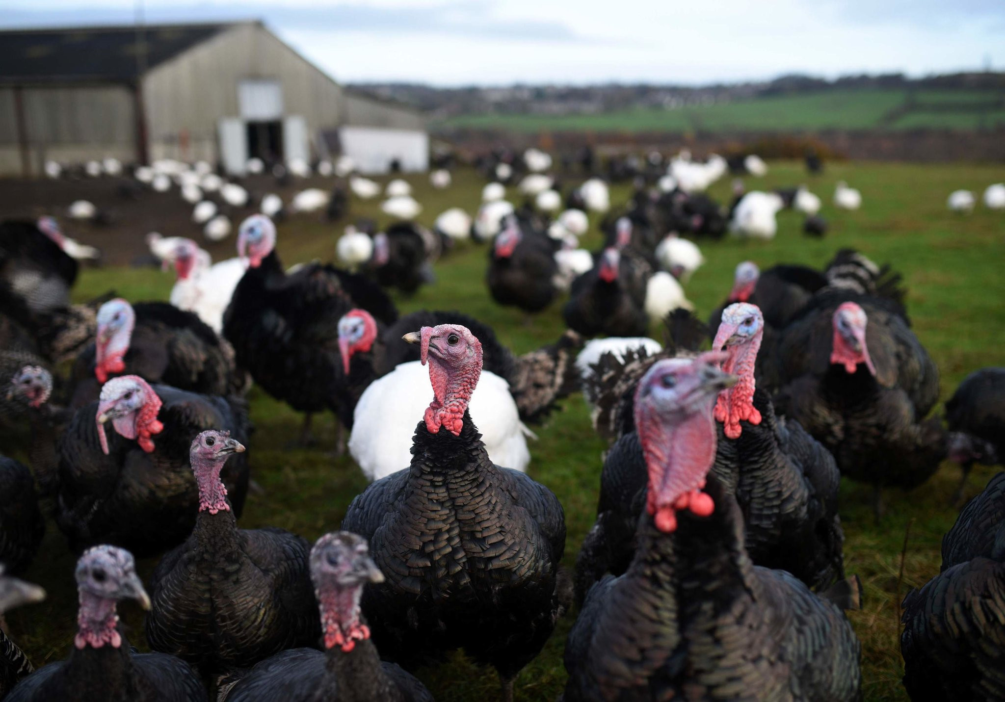 Turkey Pictures For Thanksgiving
 Thanksgiving Turkeys May Have Been Tamed 1 500 Years Ago