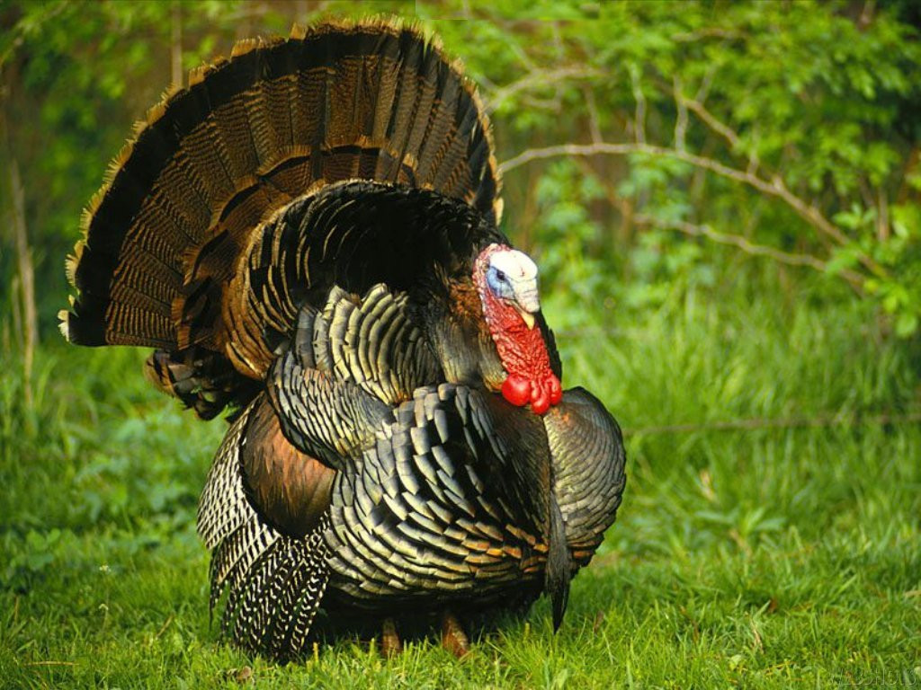 Turkey Pictures For Thanksgiving
 THE ANIMAL for JUST 06 01 2011 07 01 2011