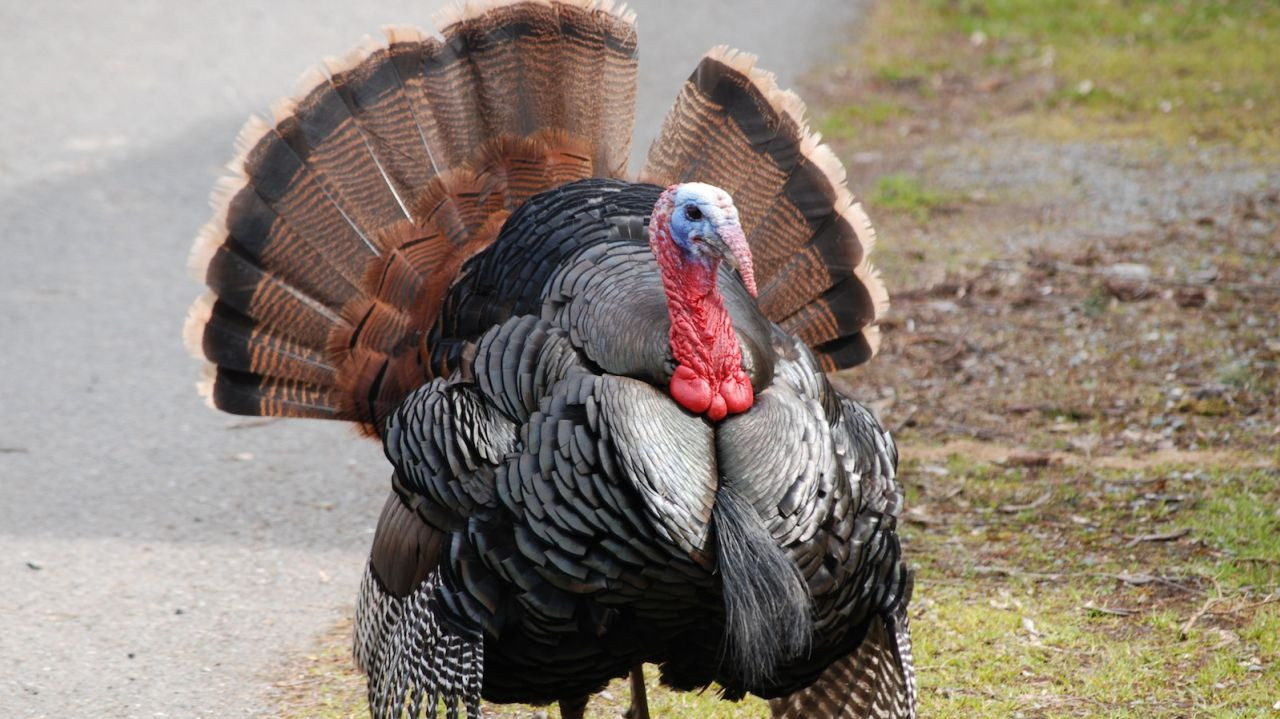 Turkey Pictures For Thanksgiving
 Types of turkey What bird are you ting for