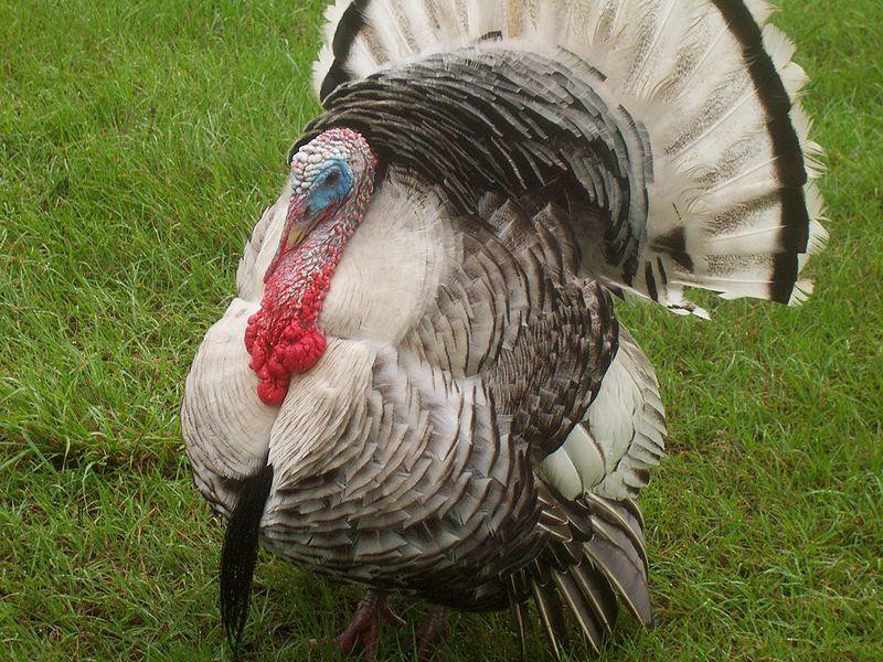 Turkey Pictures For Thanksgiving
 America s Thanksgiving Tradition 10 Facts to Chew on at