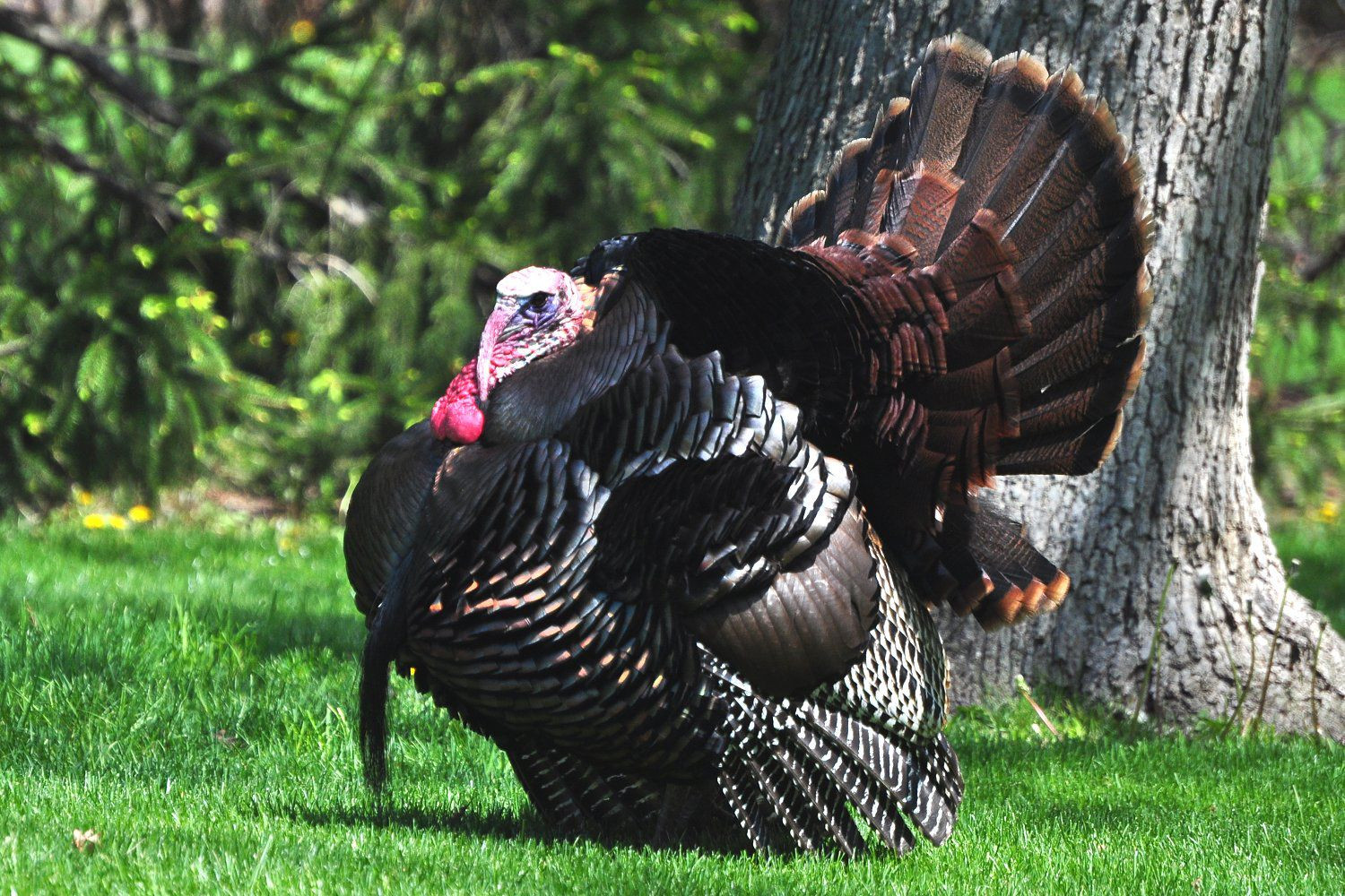 Turkey Pictures For Thanksgiving
 What Does a Wild Turkey Look Like