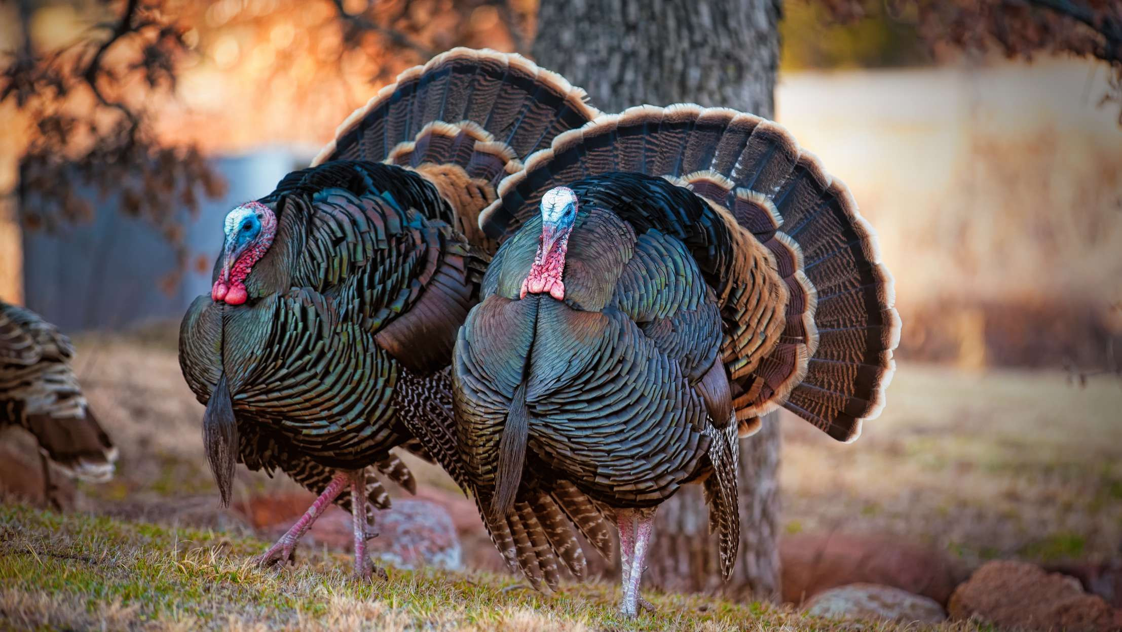Turkey Pictures For Thanksgiving
 25 Things You Didn t Know About Turkeys