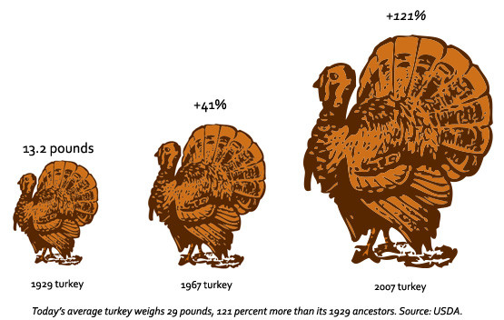 Turkey Sizes For Thanksgiving
 Give Thanks Science Supersized Your Turkey Dinner