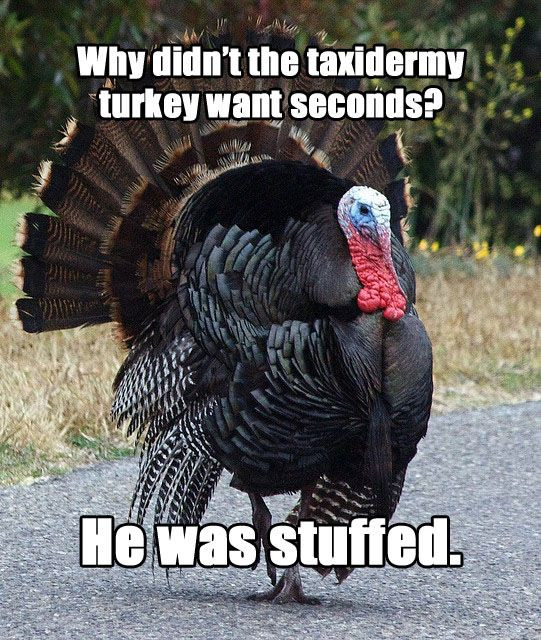 Turkey Thanksgiving Meme
 Meet "Terrible Thanksgiving Pun Turkey"
