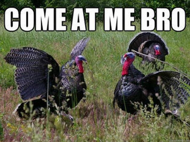 Turkey Thanksgiving Meme
 Thanksgiving Memes 21 Pics