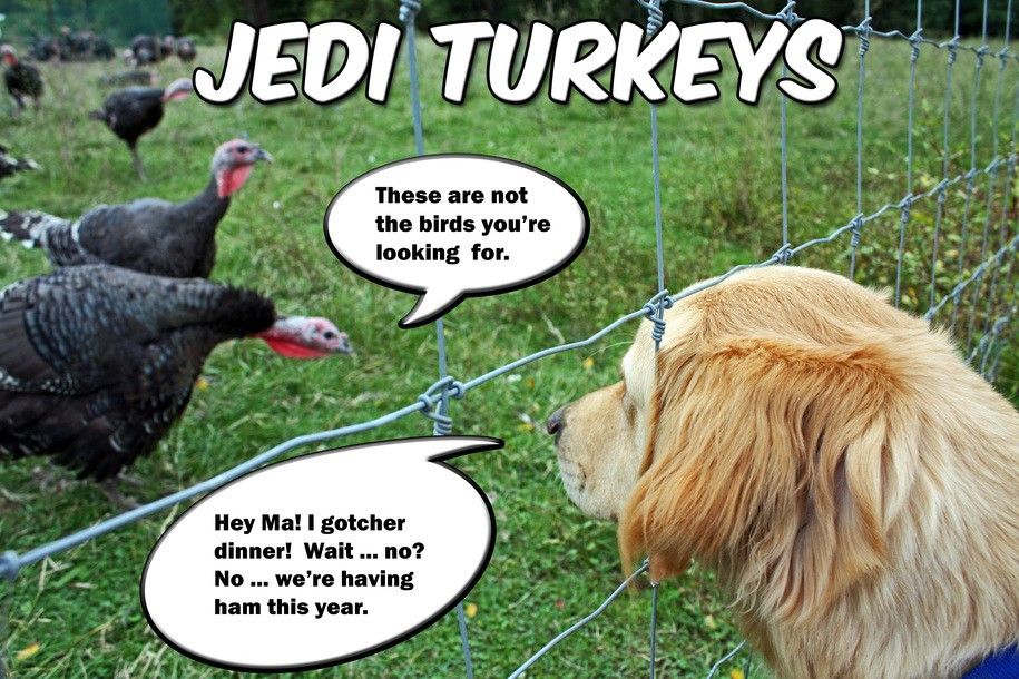 Turkey Thanksgiving Meme
 PWB Furrsdai Furries and Feather It z Thanksgibbin Dai