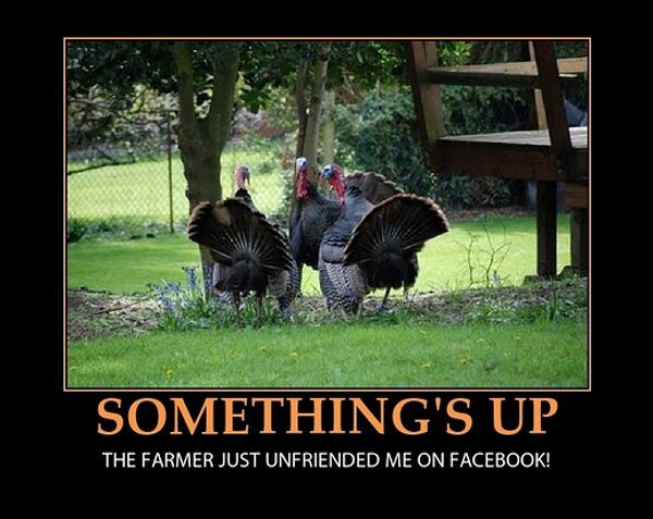 Turkey Thanksgiving Meme
 Thanksgiving Memes and fun pictures theCHIVE